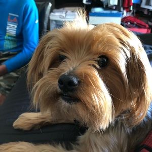 Meet your Posher, Peter